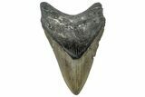 Fossil Megalodon Tooth - North Carolina #309499-1